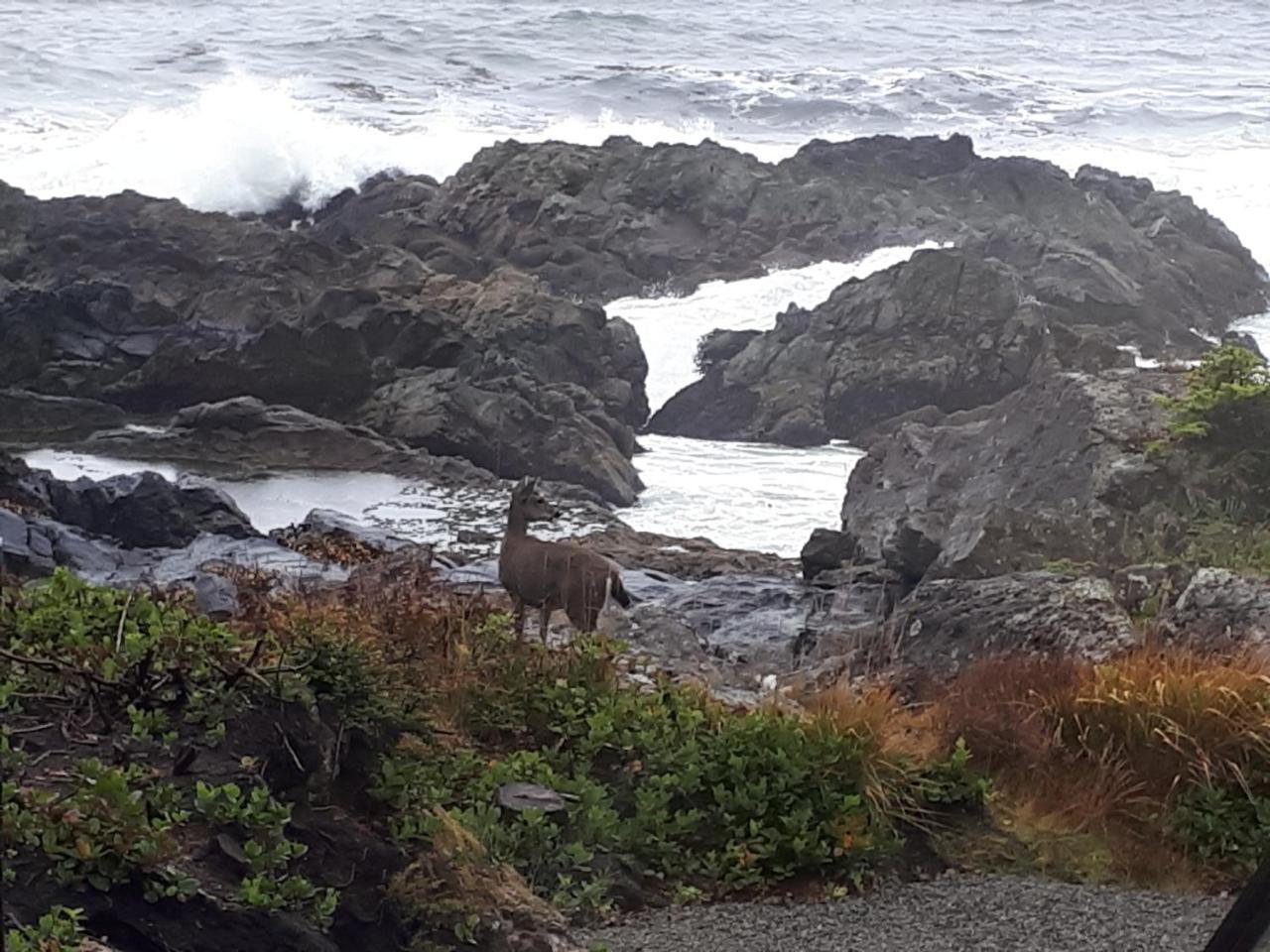 Odyssey Shores Guest Suite Ucluelet Zewnętrze zdjęcie